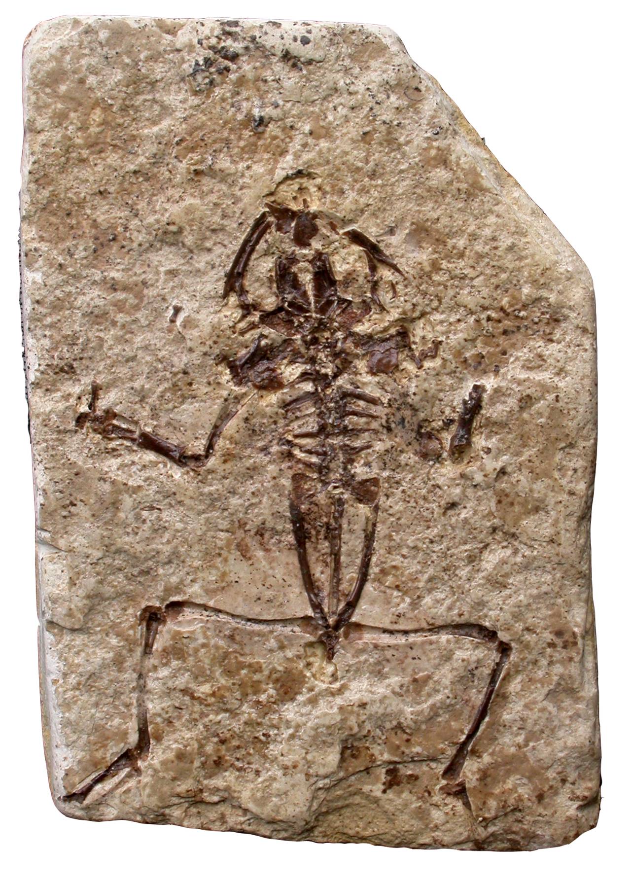 Fossil remain of a European green toad