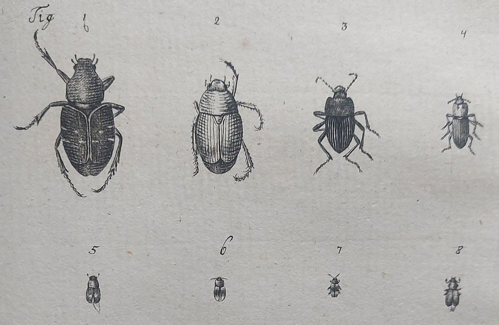Illustration of beetles collected on Piller’s trip to Slavonia