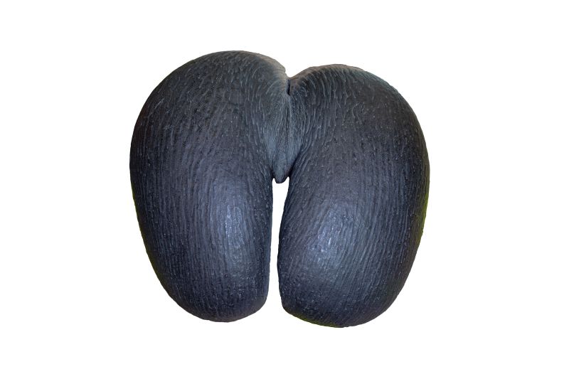 Maldivian nut