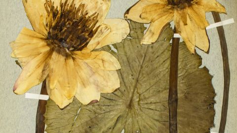 Hévízi tündérrózsa (Nymphaea lotus var. thermalis) nyolcvanéves herbáriumi példánya Soó Rezső gyűjtéséből.