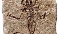 Fossil remain of a European green toad