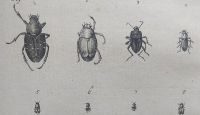 Illustration of beetles collected on Piller’s trip to Slavonia